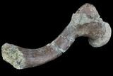 Cretaceous Fossil Turtle Humerus - Aguja Formation, Texas #88786-1